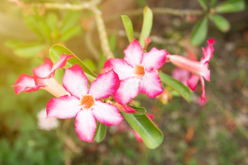飞羚百合或沙漠座莲或假装杜娟花,美丽的桃红色花 免版税库存照片 飞羚百合或沙漠座莲或假装杜娟花,美丽的桃红色花 免版税库存照片