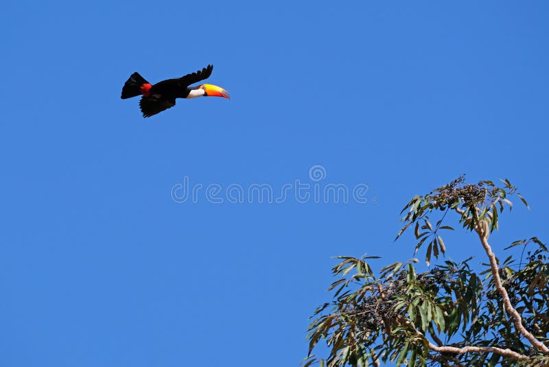 飞行Toco Toucan, Ramphastos Toco,亦称共同的Toucan,巨人Toucan,潘塔纳尔湿地,南马托格罗索,巴西 库存图片 飞行Toco Toucan, Ramphastos Toco,亦称共同的Toucan,巨人Toucan,潘塔纳尔湿地,南马托格罗索,巴西 库存图片