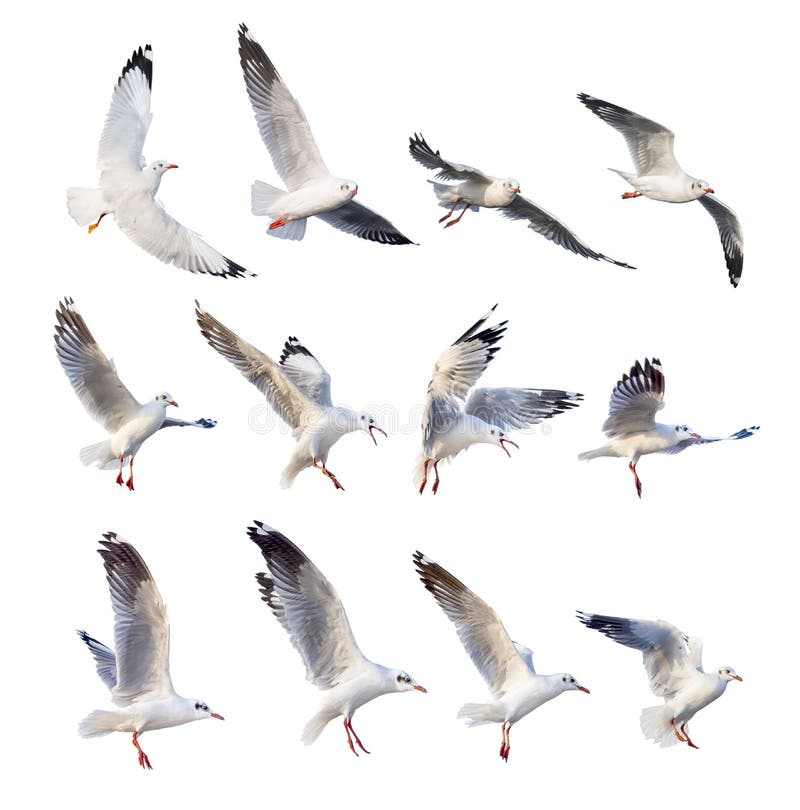 飞翔海鸥的动作，在白色背景上隔离 免版税库存照片