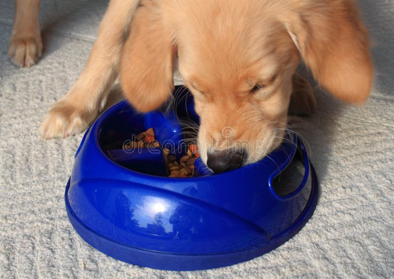 Hungry Golden retriever puppy eating from Slow Feed Bowl with raised pieces to prevent dogs or cats from eating too fast. Hungry Golden retriever puppy eating from Slow Feed Bowl with raised pieces to prevent dogs or cats from eating too fast