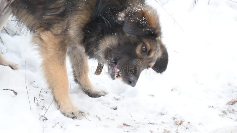 饥饿的流浪狗吃在雪的肉
