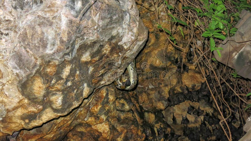 饥饿的蛇在岩石壁架和狩猎耐心地等待在一根飞行的棒附近 棒殖民地等待微明 库存照片 饥饿的蛇在岩石壁架和狩猎耐心地等待在一根飞行的棒附近 棒殖民地等待微明 库存照片