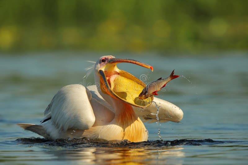 The lucky pelican catching fish. Pelecanus onocrotalus. The lucky pelican catching fish. Pelecanus onocrotalus