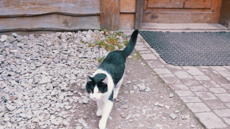 饥饿的黑猫在咖啡馆区的公园里走来走去，躲着人们