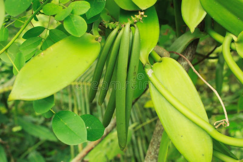 Bunch of green vanilla bean growing on tree. Bunch of green vanilla bean growing on tree