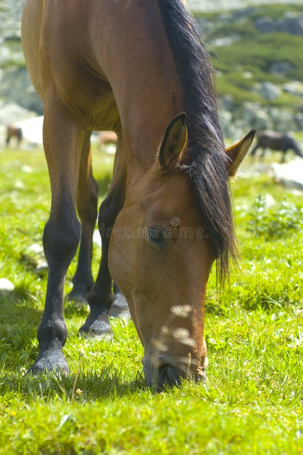 A horse grazing in a green field. A horse grazing in a green field.