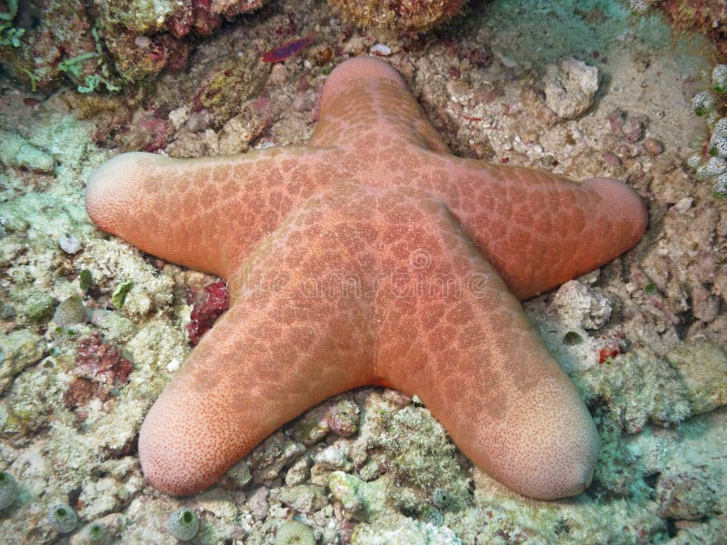 A big and pink sea star in deep water near a beautiful coral reef of Maldives. A big and pink sea star in deep water near a beautiful coral reef of Maldives