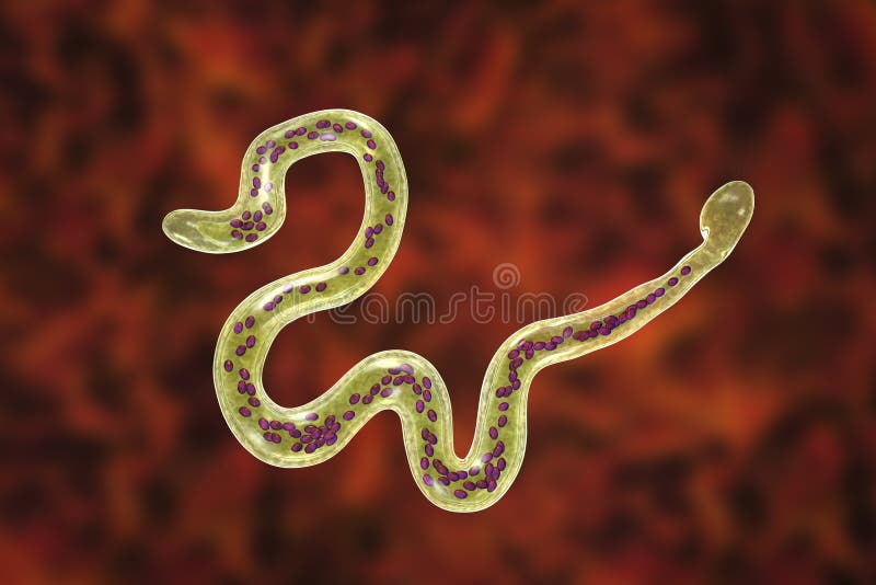 Brugia malayi, a roundworm nematode, one of the causative agents of lymphatic filariasis, 3D illustration showing presence of sheath around the worm and two non-continous nuclei in the tail tip, elephantiasis, lymphedema, parasitic, blood, microfilariae, medical, leg, fluid, drainage, parasite, health, medicine, system, chronic, healthcare, mosquito, accumulated, animal, condition, disease, disorder, human, insect, insect-borne, limb, lymphoedema, mosquito-borne, parasitism, swollen, tropica, unhealthy, larva, sheathed. Brugia malayi, a roundworm nematode, one of the causative agents of lymphatic filariasis, 3D illustration showing presence of sheath around the worm and two non-continous nuclei in the tail tip, elephantiasis, lymphedema, parasitic, blood, microfilariae, medical, leg, fluid, drainage, parasite, health, medicine, system, chronic, healthcare, mosquito, accumulated, animal, condition, disease, disorder, human, insect, insect-borne, limb, lymphoedema, mosquito-borne, parasitism, swollen, tropica, unhealthy, larva, sheathed