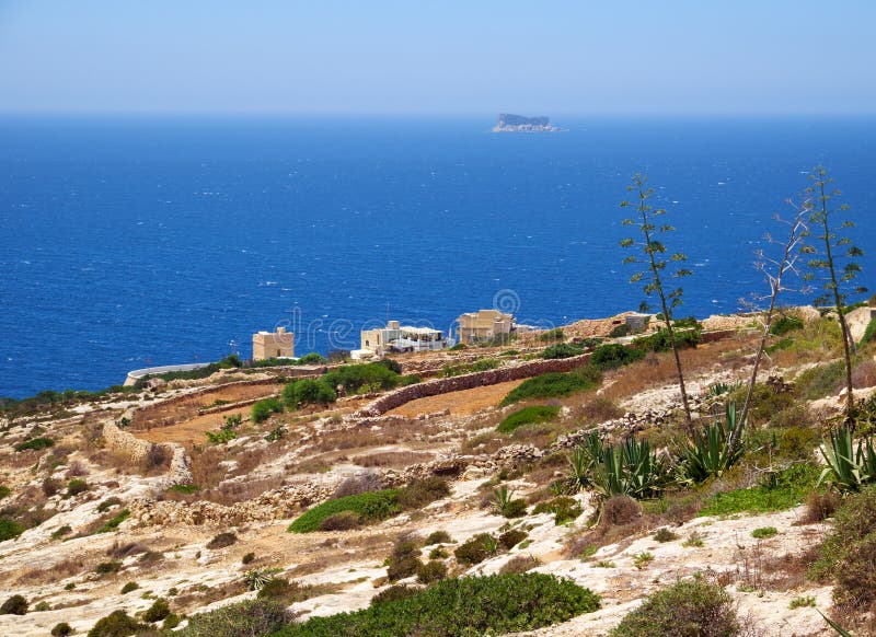 马耳他海岛南海岸的龙舌兰植物