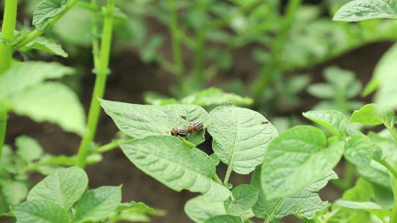 马铃薯丛上的科罗拉多马铃薯甲壳虫 危害农业的害虫