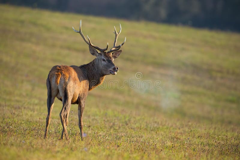 马鹿,鹿elaphus,在车轮痕迹呼吸的蒸汽的雄鹿 免版税库存图片 马鹿,鹿elaphus,在车轮痕迹呼吸的蒸汽的雄鹿 免版税库存图片