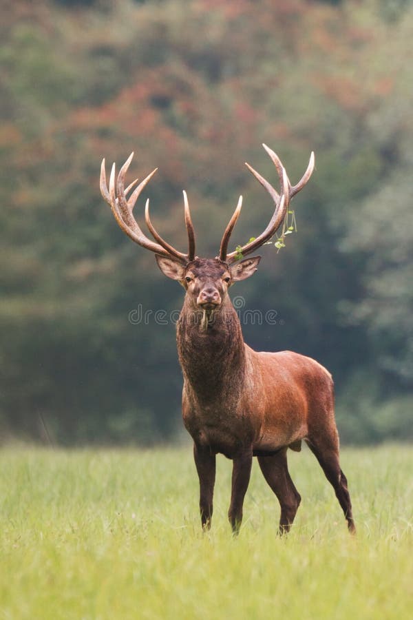 马鹿,鹿elaphus,镇静地站立在草甸的雄鹿 免版税库存图片 马鹿,鹿elaphus,镇静地站立在草甸的雄鹿 免版税库存图片