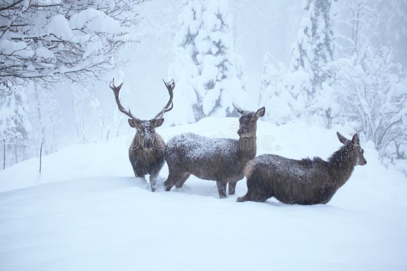 Three red deers in nature with many snow. Three red deers in nature with many snow