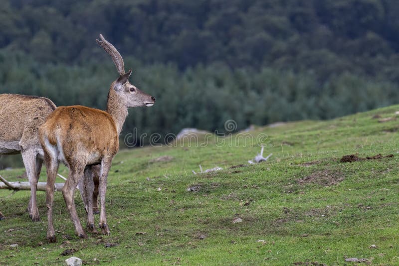马鹿hinds,鹿elaphus scoticus,吃草在与杉木森林的草在背景中在9月期间在cairngorms国家 免版税图库摄影 马鹿hinds,鹿elaphus scoticus,吃草在与杉木森林的草在背景中在9月期间在cairngorms国家 免版税图库摄影
