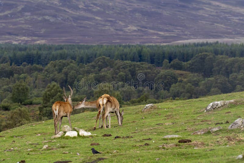 马鹿hinds,鹿elaphus scoticus,吃草在与杉木森林的草在背景中在9月期间在cairngorms国家 免版税库存照片 马鹿hinds,鹿elaphus scoticus,吃草在与杉木森林的草在背景中在9月期间在cairngorms国家 免版税库存照片