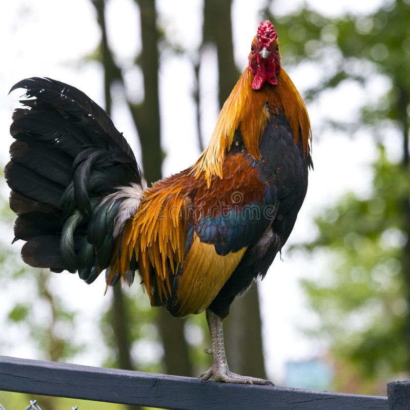 Rooster standing on a fence at a petting zoo / farm. Rooster standing on a fence at a petting zoo / farm.