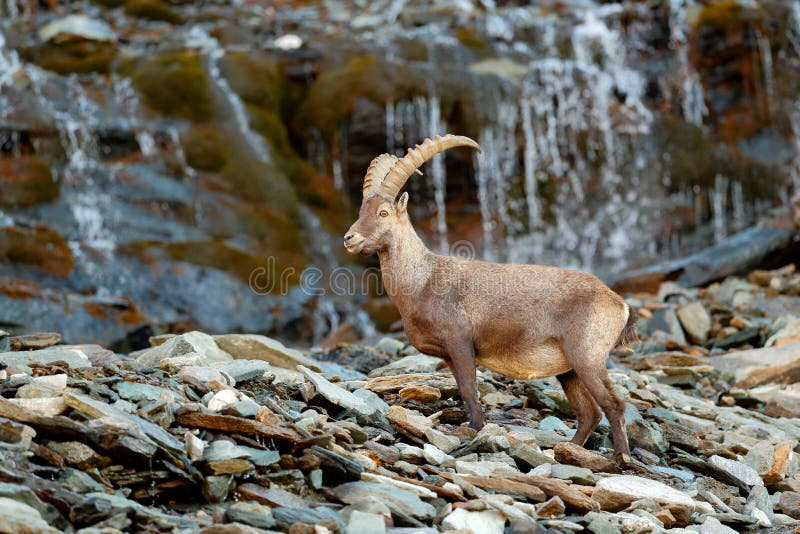 高山高地山羊,山羊属高地山羊,在自然栖所 Gran Paradisko国家公园,意大利 从自然的野生生物场面 与垫铁的动物在t 库存照片