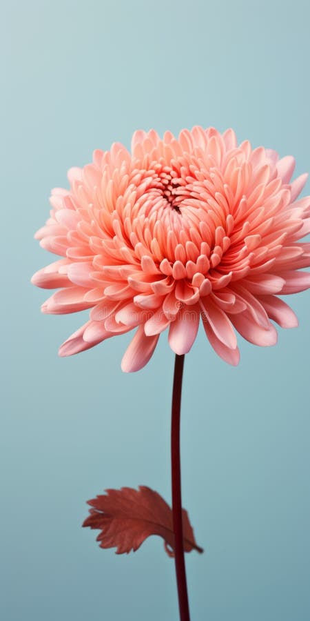 a stock photo of a blooming chrysanthemum-style flower captured in a portrait orientation. this macro shot showcases the hyper-realistic sculptures of the flower, with a minimalist imagery style in light teal and pink. the graceful balance of the terracotta-colored petals is accurately and detailedly depicted in this flickr image. ai generated. a stock photo of a blooming chrysanthemum-style flower captured in a portrait orientation. this macro shot showcases the hyper-realistic sculptures of the flower, with a minimalist imagery style in light teal and pink. the graceful balance of the terracotta-colored petals is accurately and detailedly depicted in this flickr image. ai generated