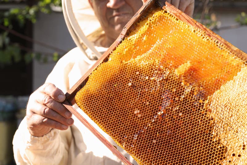 Senior beekeeper holding uncapped honeycomb frame outdoors. Senior beekeeper holding uncapped honeycomb frame outdoors