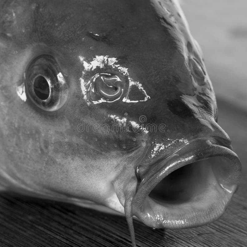 A gulping fish on a chooping board. A gulping fish on a chooping board.