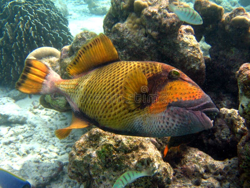 A dangerous fish in maldivian ocean, near coral reef. italian name: Pesce Balestra Titano scientific name: Balistoides Viridescens english name: Titan Triggerfish. A dangerous fish in maldivian ocean, near coral reef. italian name: Pesce Balestra Titano scientific name: Balistoides Viridescens english name: Titan Triggerfish