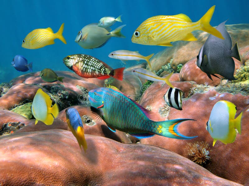 Colorful shoal of fish over massive coral reef, Caribbean sea. Colorful shoal of fish over massive coral reef, Caribbean sea