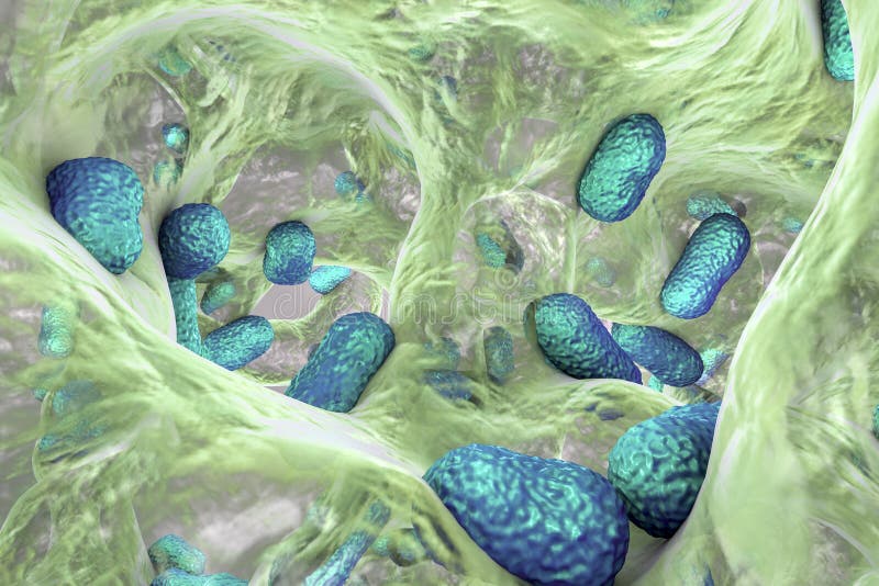 Biofilm of bacterium Acinetobacter baumannii, 3D illustration. Acinetobacter is antibiotic resistant rod-shaped bacterium which causes hospital-acquired infections, resistance, nosocomial, hospitalacquired, superbug, bacteria, medical, microbes, health, microscopic, medicine, science, cells, biology, microbiology, microscope, human, life, illness, scientific, close, sick, sickness, epidemic, macro, disease, fighting, attack, closeup, threedimensional, background, bacteriemia, sepsis, fever, microorganisms, pathology. Biofilm of bacterium Acinetobacter baumannii, 3D illustration. Acinetobacter is antibiotic resistant rod-shaped bacterium which causes hospital-acquired infections, resistance, nosocomial, hospitalacquired, superbug, bacteria, medical, microbes, health, microscopic, medicine, science, cells, biology, microbiology, microscope, human, life, illness, scientific, close, sick, sickness, epidemic, macro, disease, fighting, attack, closeup, threedimensional, background, bacteriemia, sepsis, fever, microorganisms, pathology