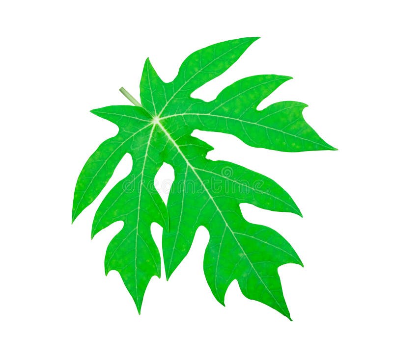 鲜绿木瓜叶绿色 美丽抽象的叶形 带剪贴路径的白色背景中 锐化 免版税库存图片