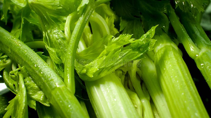 Macro image of fresh wet celery leaves. Background for healthy food and GMO free products.Diet nutrition and fresh vegetables. Vegan and vegetarian background. Macro image of fresh wet celery leaves. Background for healthy food and GMO free products.Diet nutrition and fresh vegetables. Vegan and vegetarian background.