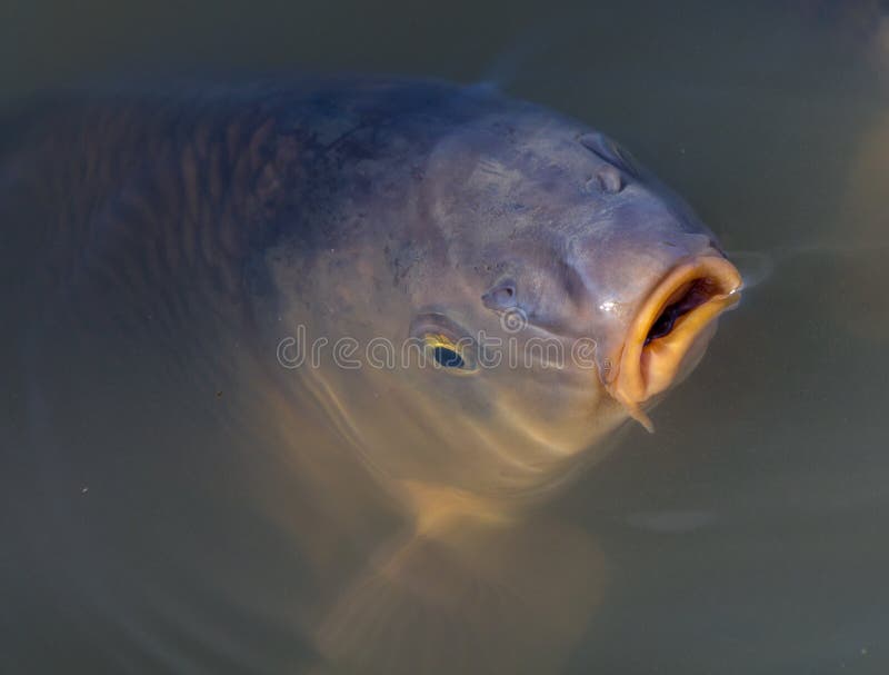 A common carp gulping air at the surface. A common carp gulping air at the surface