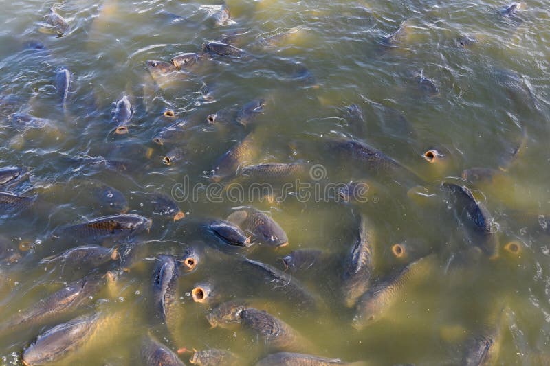 A frenzy of common carp Cyprinus carpio feeding and gulping air at the water`s surface near the spillway of Lake Pymatuning at Pymatuning State Park, Pennsylvania. A frenzy of common carp Cyprinus carpio feeding and gulping air at the water`s surface near the spillway of Lake Pymatuning at Pymatuning State Park, Pennsylvania.