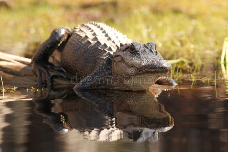 American Alligator (Alligator mississippiensis) and reflection - Okefenokee Swamp Wildlife Refuge, Georgia. American Alligator (Alligator mississippiensis) and reflection - Okefenokee Swamp Wildlife Refuge, Georgia