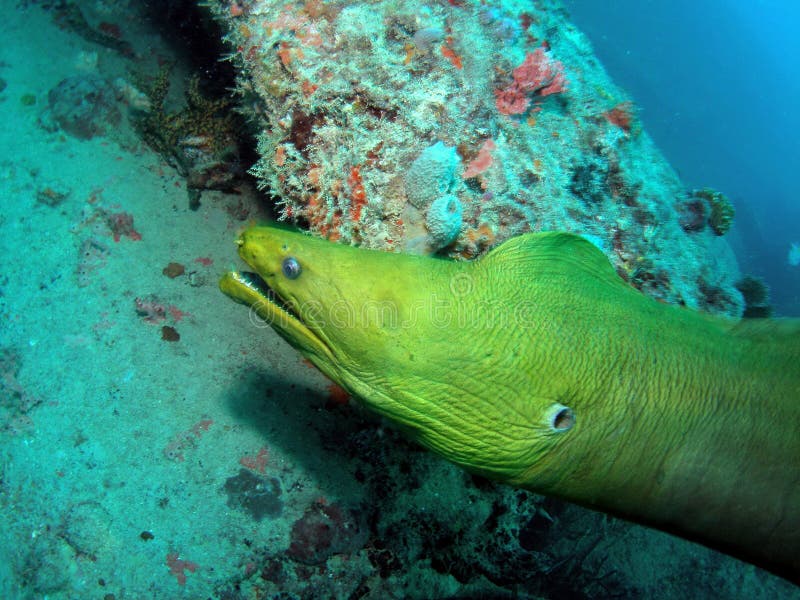 I shot this green moray eel at the bottom of the Sea Emperor (Aqua Zoo) wreck at about 70 feet. It is very friendly to divers. I shot this green moray eel at the bottom of the Sea Emperor (Aqua Zoo) wreck at about 70 feet. It is very friendly to divers
