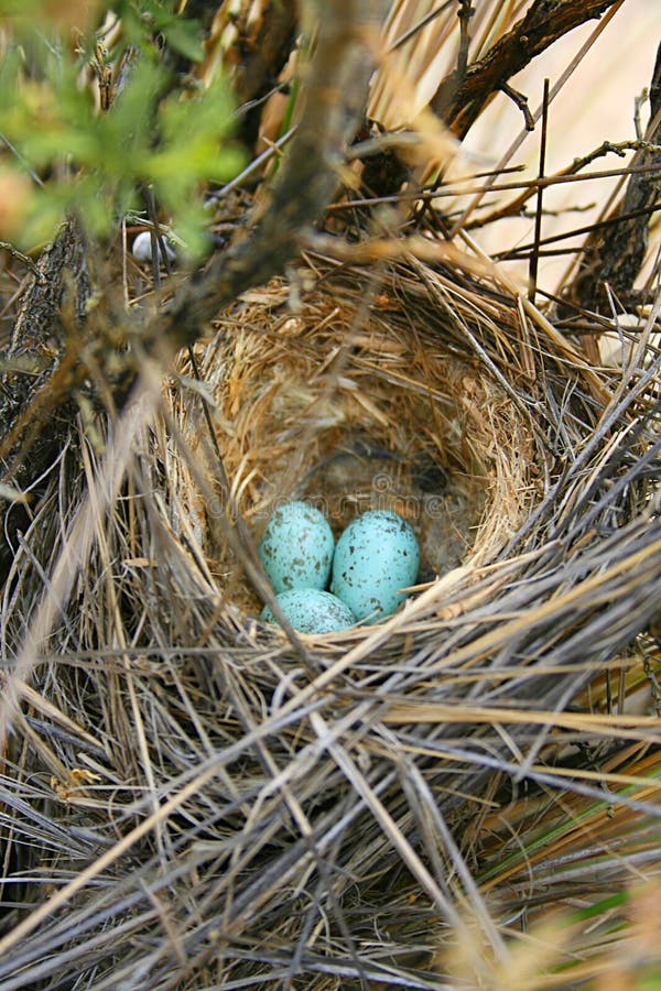 A close up of a birds nest with colorful eggs. A close up of a birds nest with colorful eggs