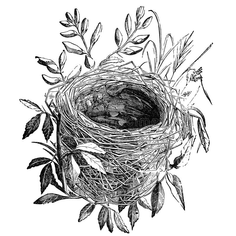 Nest of sedge-warbler bird vintage illustration. Sourced from antique book The Playtime Naturalist by Dr. J.E. Taylor, published in London UK, 1889. Nest of sedge-warbler bird vintage illustration. Sourced from antique book The Playtime Naturalist by Dr. J.E. Taylor, published in London UK, 1889.