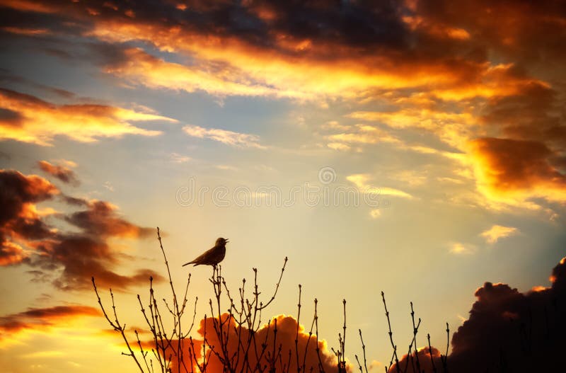 鸟唱歌日落