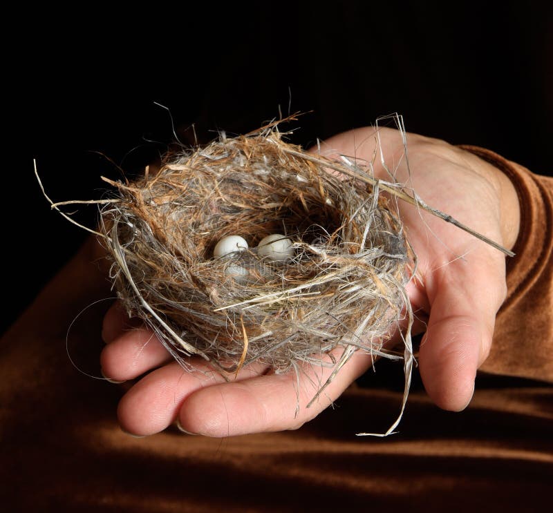 Detailed macro shot of bird's nest with tiny white eggs in a woman's outstretched hand. Detailed macro shot of bird's nest with tiny white eggs in a woman's outstretched hand