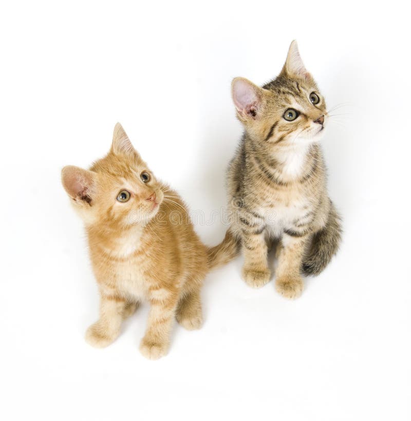 Two kittens looking up towards the sky on white background. Two kittens looking up towards the sky on white background