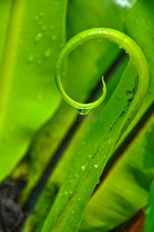 Spiral of Bird's Nest Fern Leaf with drop water. Spiral of Bird's Nest Fern Leaf with drop water