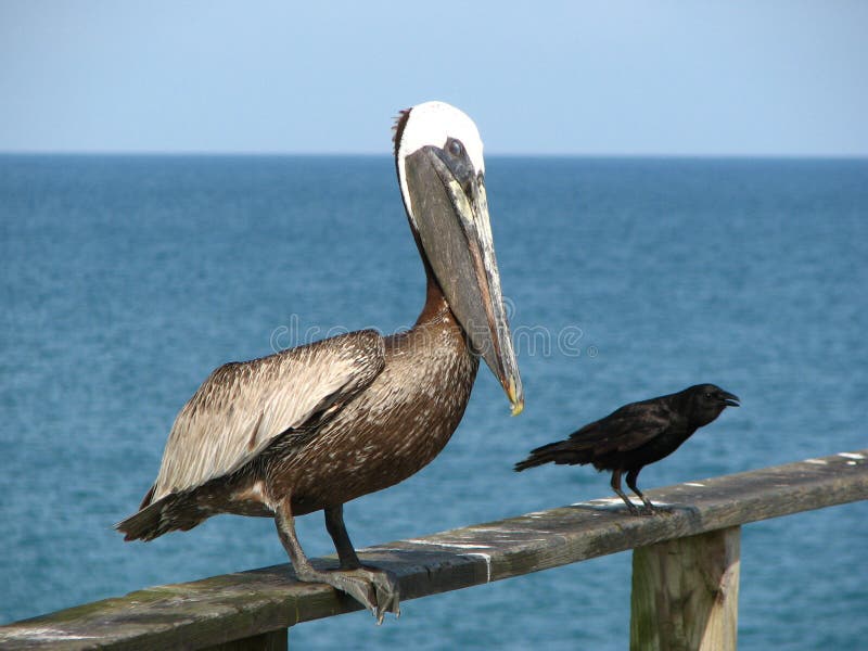 This photo was taken on Carolina beach peer in Wilmington, North Carolina. This photo was taken on Carolina beach peer in Wilmington, North Carolina.