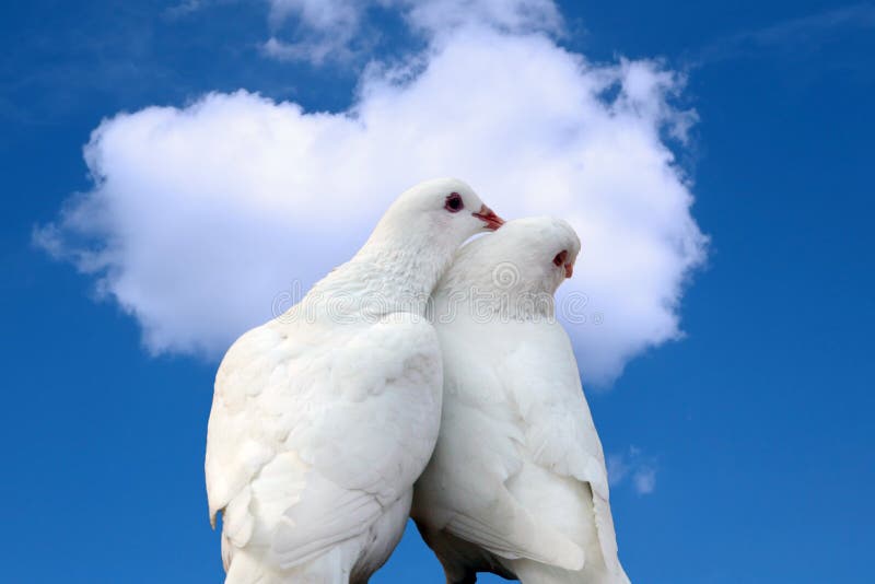 White doves in love against blue sky with heart shape cloud. White doves in love against blue sky with heart shape cloud