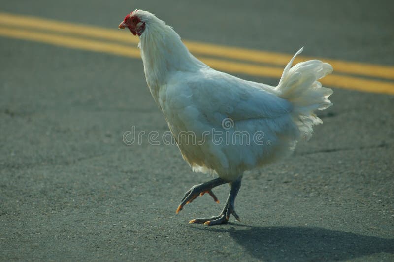 A chicken doing what people have been wondering about for centuries. A chicken doing what people have been wondering about for centuries