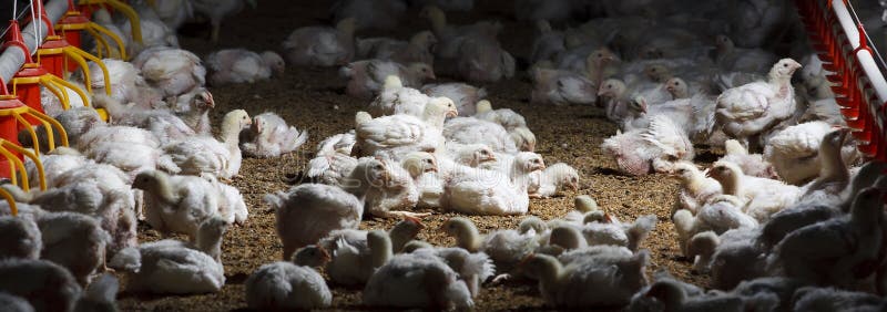 chicken farm with feed for meat. chicken farm with feed for meat