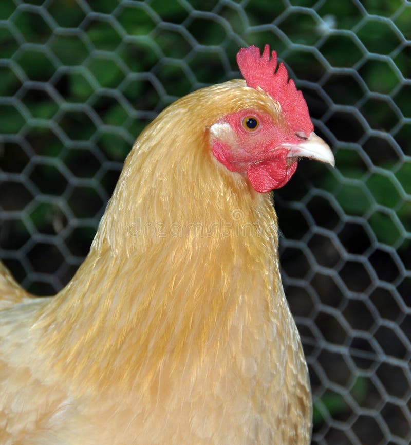 Close-up of a chicken in a farmyard. Close-up of a chicken in a farmyard