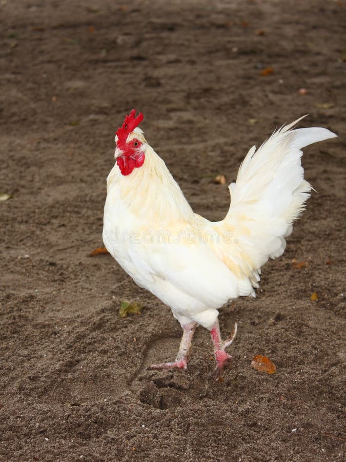 White Chicken on a Farm. White Chicken on a Farm