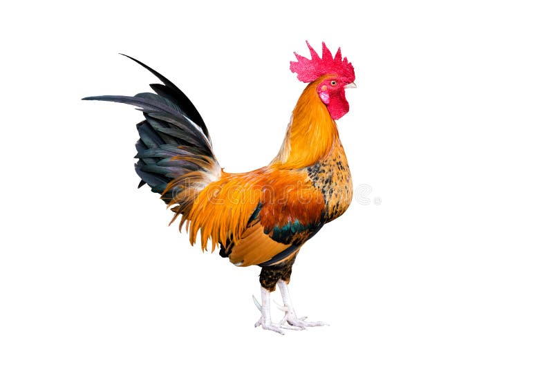 Chicken bantam ,Rooster crowing isolated on white (Die cutting). Chicken bantam ,Rooster crowing isolated on white (Die cutting)