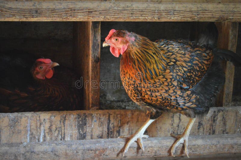 Two chickens in a chicken coop at Old World Wisconsin. Two chickens in a chicken coop at Old World Wisconsin.