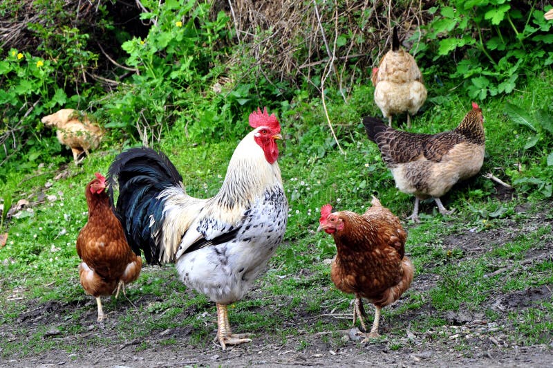 Rooster and Chickens. Free Range and Hens. Rooster and Chickens. Free Range and Hens.