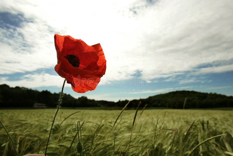 Beautiful poppy with green grass and blue cloudy sky. Beautiful poppy with green grass and blue cloudy sky