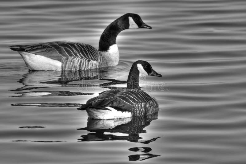 Black and white photograph of a pair of Canada geese. Black and white photograph of a pair of Canada geese.